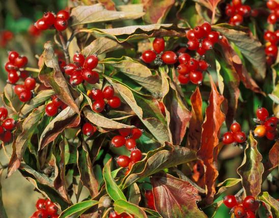 Flowering dogwood berries