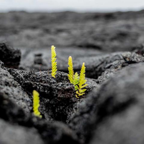 Plant growing out of a Kilauea lava eruption