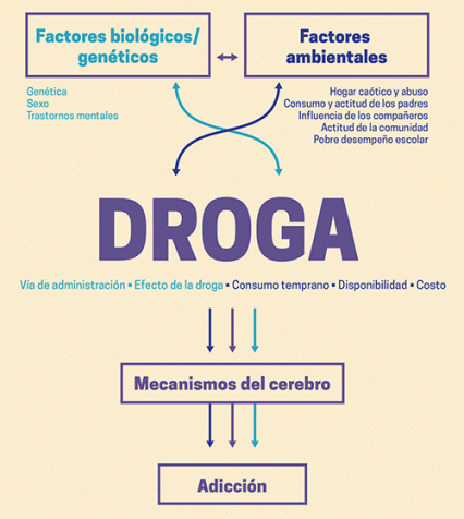 Esta es una representación gráfica de los factores de riesgo del abuso de drogas que se mencionan en el texto.