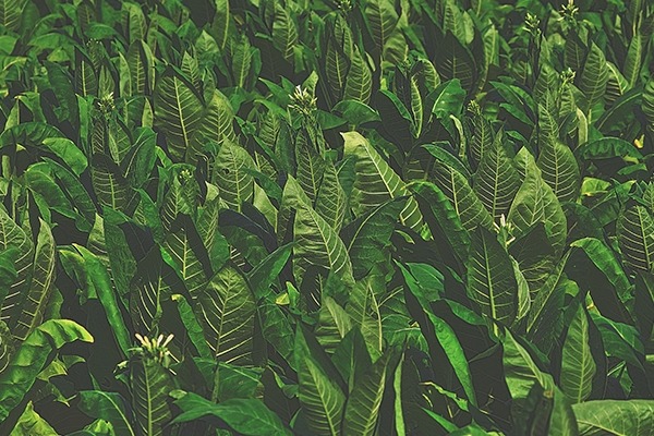 Tobacco leaves