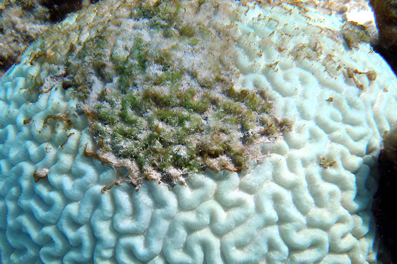 This image shows a bleached brain coral. When bleaching occurs, a microscopic algae that lives inside of corals either dies or is expelled by the coral. The algae is what gives corals their colors.