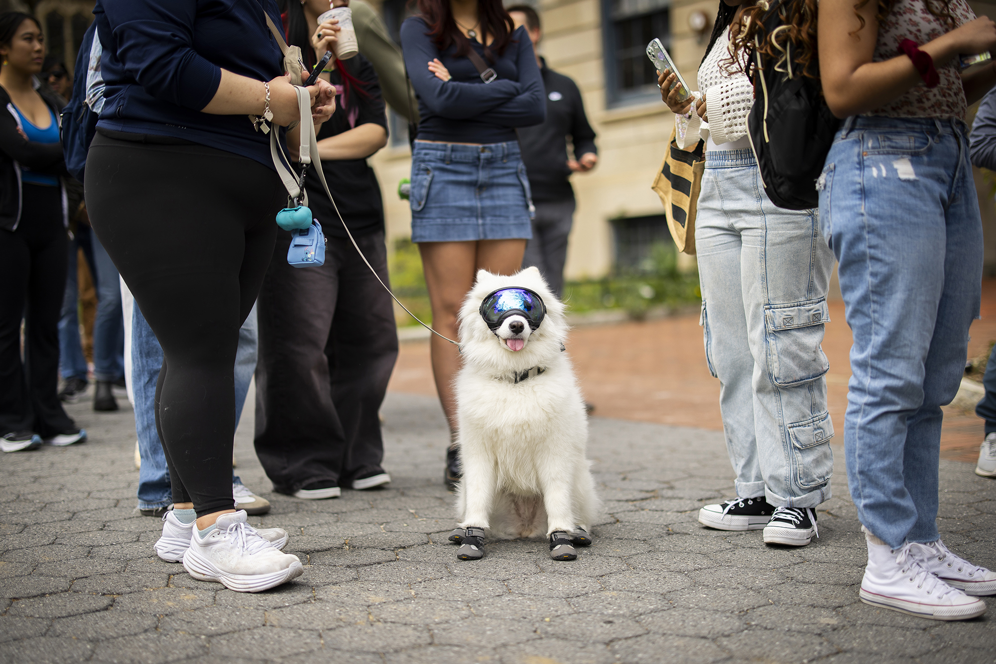 A dog wearing protective eyewear on Locust Walk during the solar eclipse.