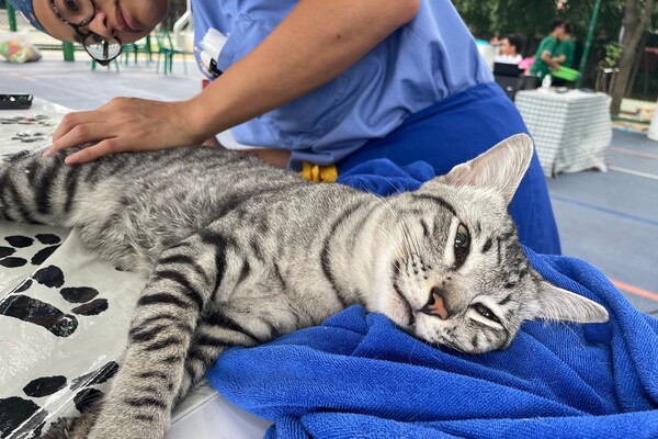 Allison Oakes examining a cat.