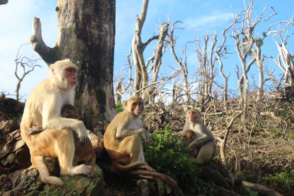 A group of rhesus macaques sits amidst the bare, leafless trees of their hurricane-impacted habitat.