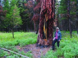 Fire ecologist Steve Arno standing near a culturally scarred ponderosa pine in the Bob Marshall Wilderness Complex, Big Prairie, South Fork of the Flathead River, Montana. 