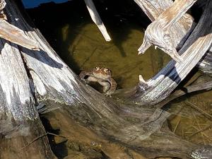 A western toad (Anaxyrus boreas) in the Deschutes National Forest; this is one of many U.S. species susceptible to disease-causing pathogens. USDA Forest Service photo by Deanna Olson.