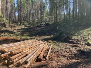 An ongoing commercial thinning project on the Gifford Pinchot National Forest. USDA Forest Service photo.