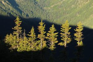 A view from the Buckhorn Wilderness in the Olympic National Forest, Washington. Coastal forests in the Pacific Northwest store globally significant amounts of carbon in trees and soil. USDA Forest Service photo by Matthew Tharp.