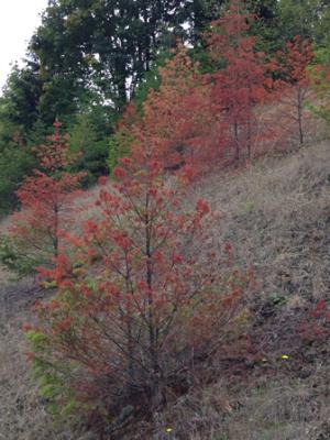 Drought-killed Douglas-fir.