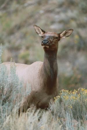 Blue Mountains cow elk. Photo by Jim Ward.