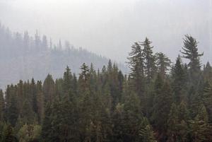 Fog in the Rogue River-Siskiyou National Forest created by cool, moist air from the Pacific Ocean flowing inland.