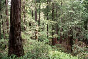 Lush green forest stand in the Rogue River Siskiyou National Forest. USDA Forest Service photo.