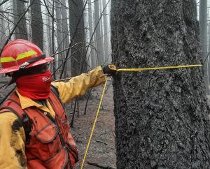 Xavier Lee, an intern with the Pacific Northwest Research Station, measures the diameter of a tree burned in the 2020 Archie Creek Fire, Oregon. USDA Forest Service photo by Morris Johnson. 