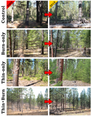 An eight-panel image of forest plots. Columns are 2005 and 2015; rows are control, burn-only, thin-only, and thin and burn.