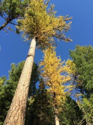 Looking up at two larches turning yellow in the fall, with a clear blue sky in the background.