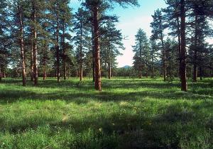 Vegetation assessment.