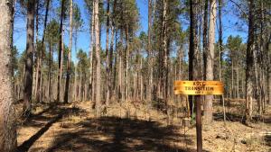 The Cutfoot Experimental Forest has been the site of climate change research by the Northern Research Station and its partners. Photo by Eli Sagor, University of Minnesota, used with permission.