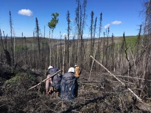 Three people with backpacks walking through thick burned shrubbery and trees.