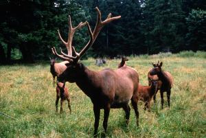 Roosevelt elk in western Oregon. USDA Forest Service photo.