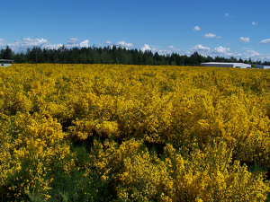 Field of plants with yellow flowers. 