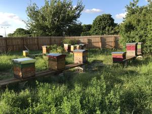 Paris beehives