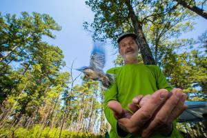 Research Wildlife Biologist Frank Thompson releasing a brown-headed nuthatch on the Mark Twain National Forest.  Photo by Noppadol Paothong/Missouri Dept. Conservation, used with permission.