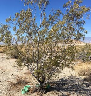 Desert creosote shrub with collars used to measure soil ammonia emissions