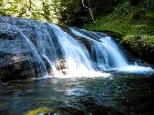 Across the center of the photo, Nevergo Creek cascades over bedrock into a shady, moss-bordered pool (foreground) that is home to the uppermost fish on the creek. The cascade forms a barrier to fish moving further upstream. Streamside trees shade the banks in the background.