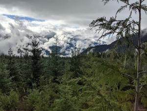 These 12-year-old Douglas-fir trees near Soda Creek, Oregon, are part of an assisted migration study.