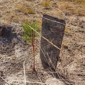 ENAMES planted ponderosa pine seedling on dry ground with a black shade card.