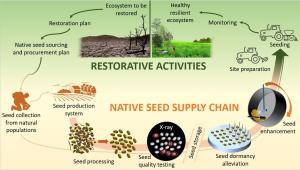 Native Seed Supply Chain graphic with many steps in a cycle