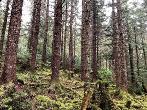 The Cave Creek silviculture experiment site, Prince of Wales Island, Alaska. This Sitka spruce stand received precommercial thinning and tree pruning 30 years before this photo was taken. USDA Forest Service photo by Kellen Nelson.