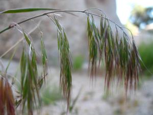 A blade of Cheatgrass (Bromus tectorum) laden with seeds leans over.