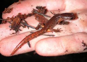 An Oregon ensatina salamander. This species is highly vulnerable to the fungal pathogen, Batrachochytrium salamandrivorans, or Bsal. 