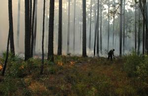 prescribed fire on the Osceola National Forest in Florida