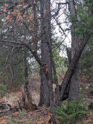 An image of a forested landscape in New Mexico.