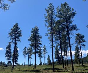 open canopy ponderosa pine