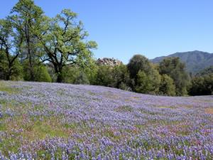 A meadow of wildflowers in Los Padres National Forest, California.