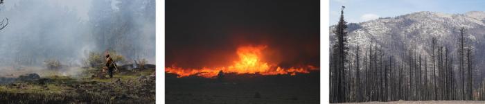 Pre-fire prescribed burning, active wildfire, post-fire charred trees