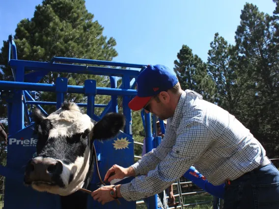 A man securing a cow for examination