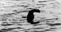 Loch Ness.jpg