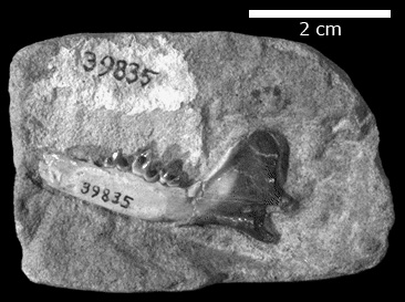 Dentary of Viverravus acutus