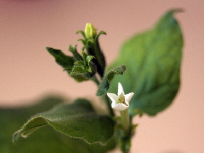 A close-up photo of a plant with a small white flower.