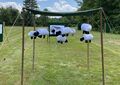 Sheep hanging target