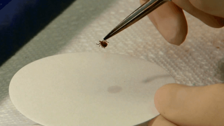 Image for story: The Virginia Department of Health wants your ticks!
