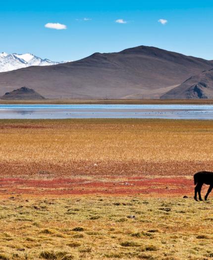 Two horses graze on a grassy plain with multicolored patches near a calm lake. Snow-capped mountains and a clear blue sky can be seen in the background.