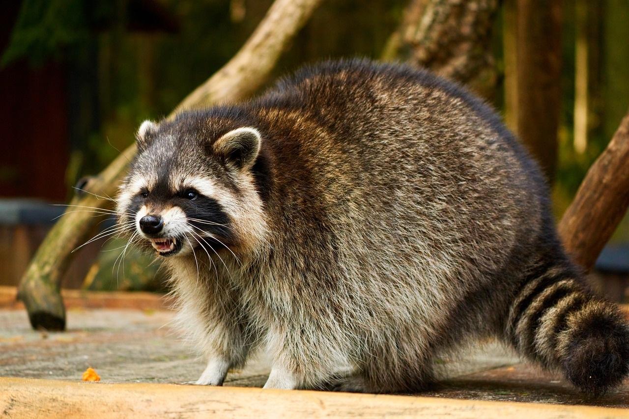 Raccoon