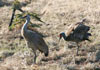 birds in conservation area thumbnail