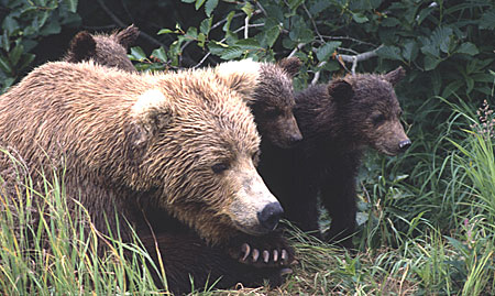 Photo of a Brown Bear