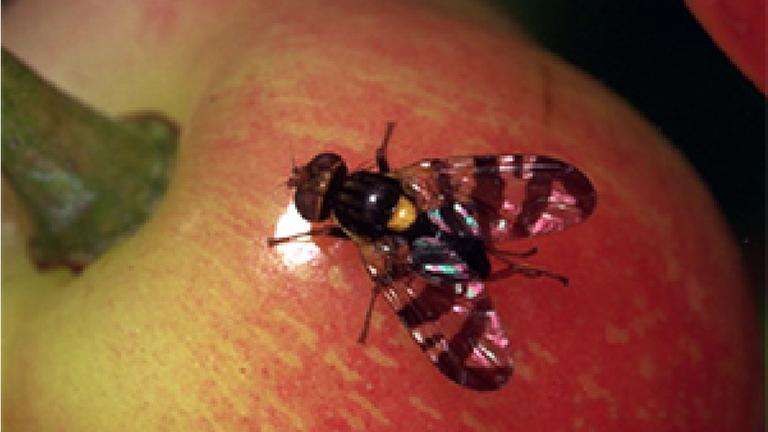 European cherry fruit fly adult on a ripening cherry.